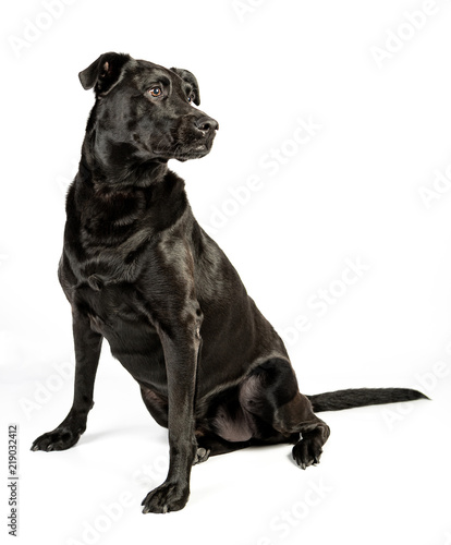 Portrait of Black Lab Terrier Mix Dog Looking to the Side Isolated on a White Background