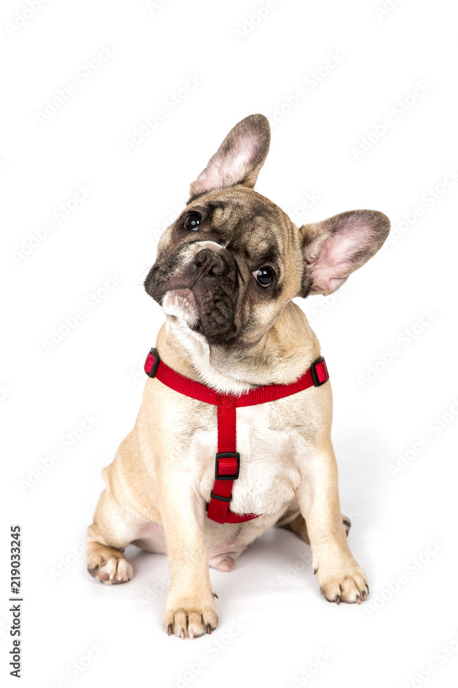 Fototapeta premium Portrait of Sitting Fawn French Bulldog with His Head Tilted to the Side, Looking at Camera, Isolated on a White Background