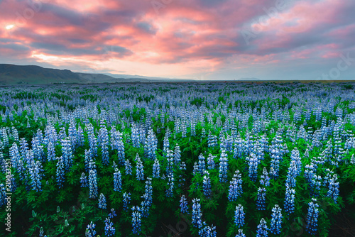 Foto Typical Iceland landscape with mountains and lupine flowers field