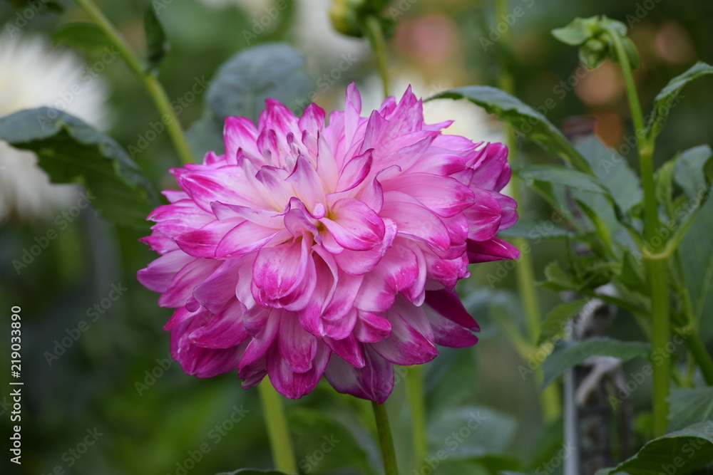 Fototapeta premium Pink Dahlia