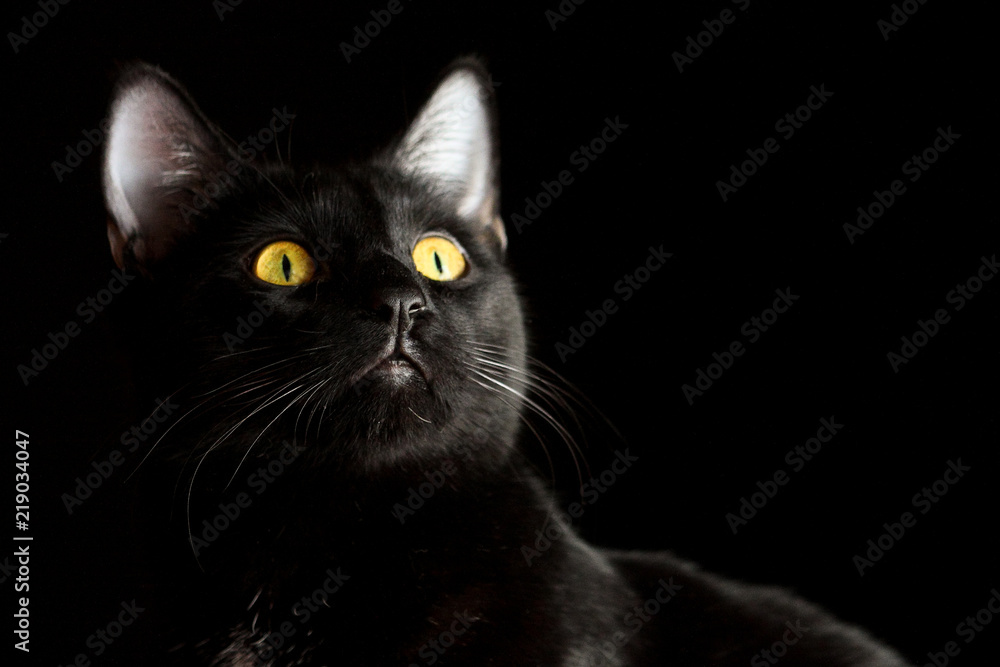 Un gato negro con ojos amarillos mirando fijamente sobre fondo negro Stock  Photo | Adobe Stock