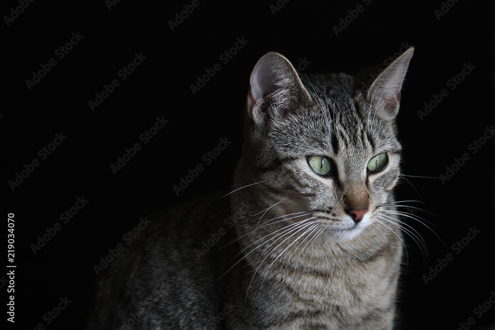 Green-eyed black cat on a dark background