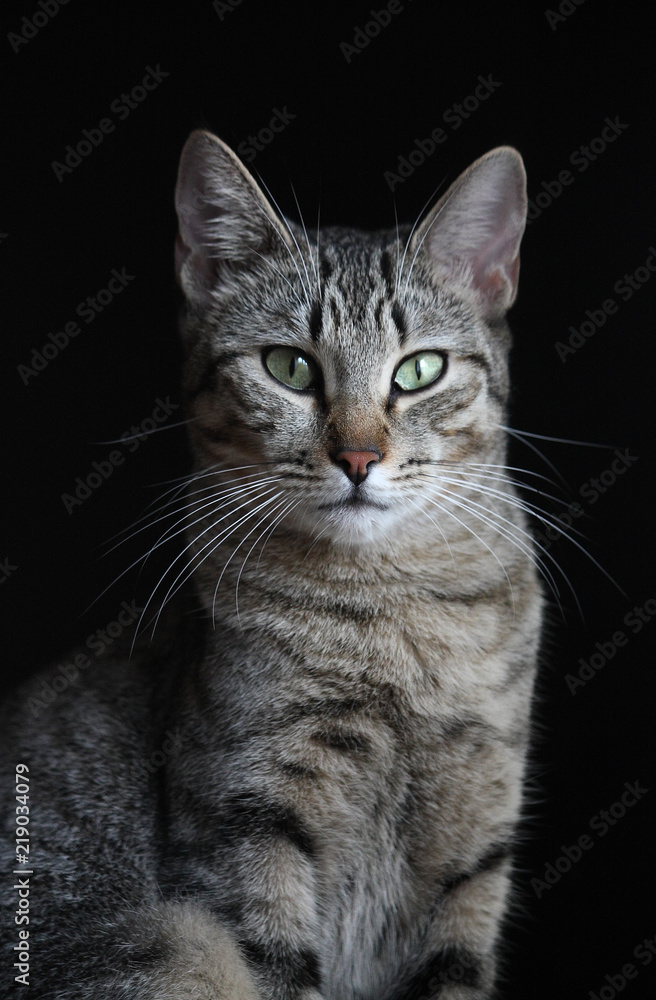 Un gato gris con con rayas y ojos verdes retratado sobre fondo negro