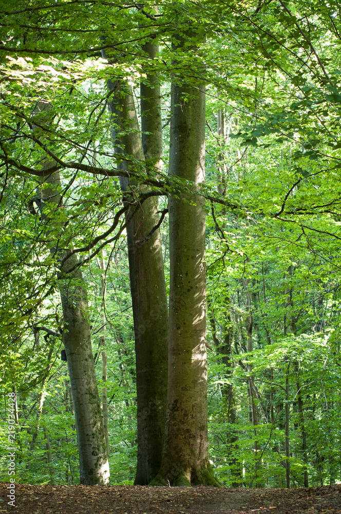 Fototapeta premium beautiful hornbeam trees in a forest