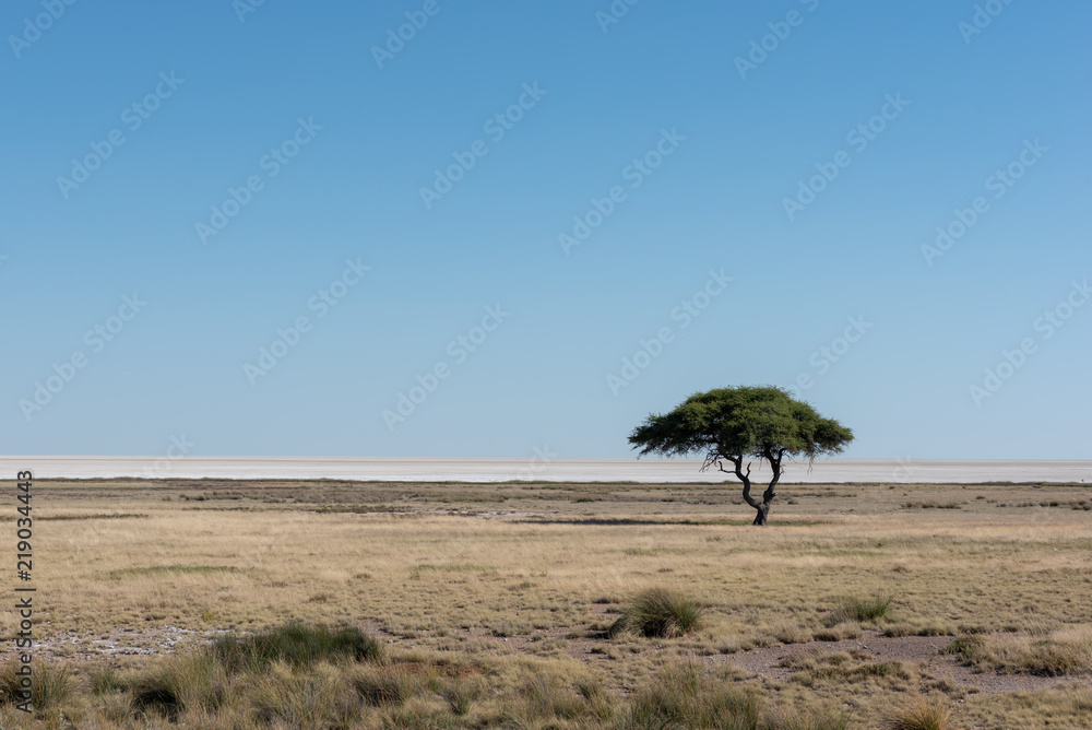 Beautiful single lone green acacia tree in african savannah with white salt pan in the background and clear blue sky on sunny day, Etosha National Park, Namibia Beautiful single lone green acacia tree in african savannah with white salt pan in the background and clear blue sky on sunny day, Etosha National Park, Namibia