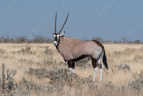 Side view of beautiful gemsbok (oryx) antelope looking at camera in yellow grassland savanna with clear blue sky, Etosha National Park, Namibia