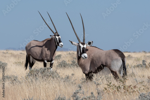 Portrait of a pair of gemsbok (oryx) antelopes lookling in one direction in yellow dry winter grass and clear blue sky, Etosha National Park, Namibia photo