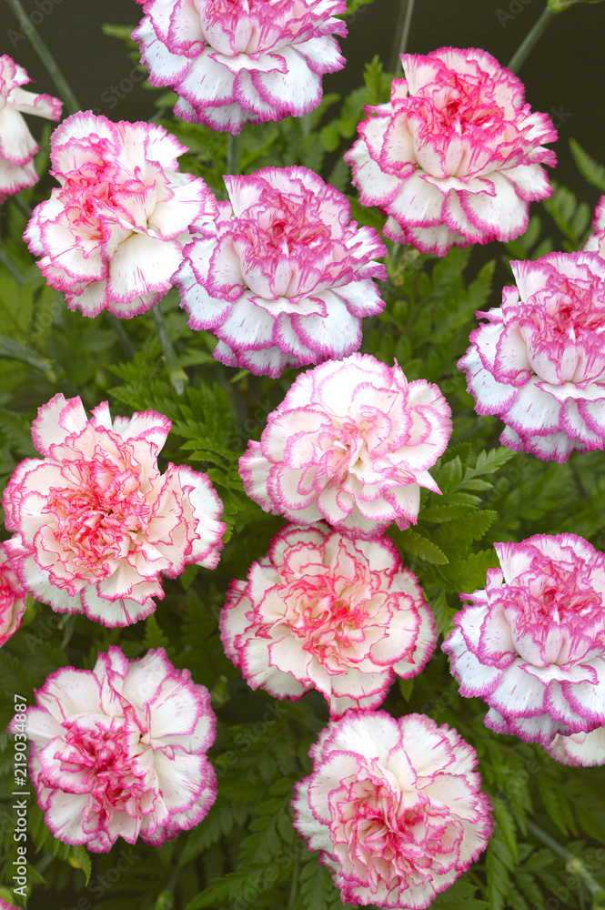 Dianthus Caryophyllus Komanchi