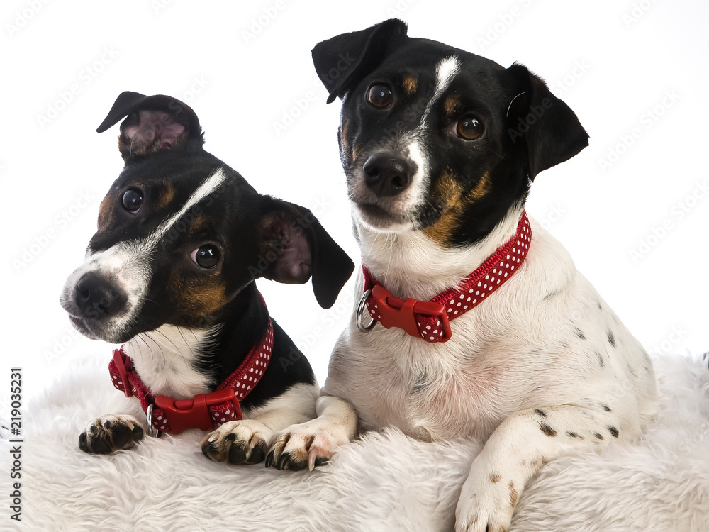 2 jack russell dogs