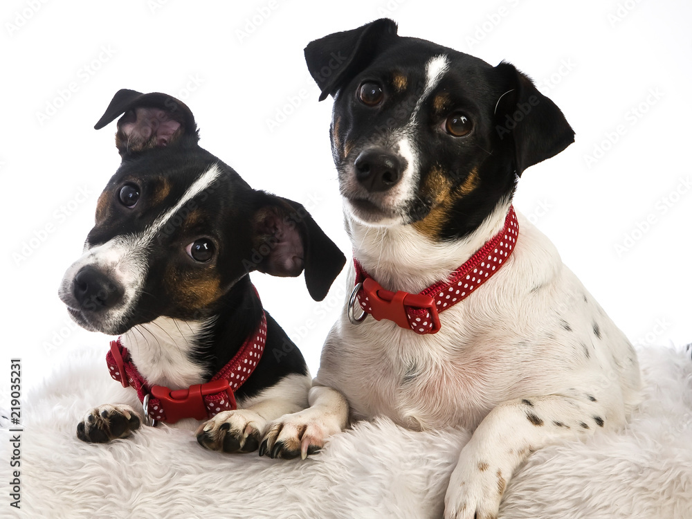 2 jack russell dogs 2 jack russell dogs