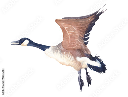 Watercolor sketch of Flying Canada goose on a white background. photo