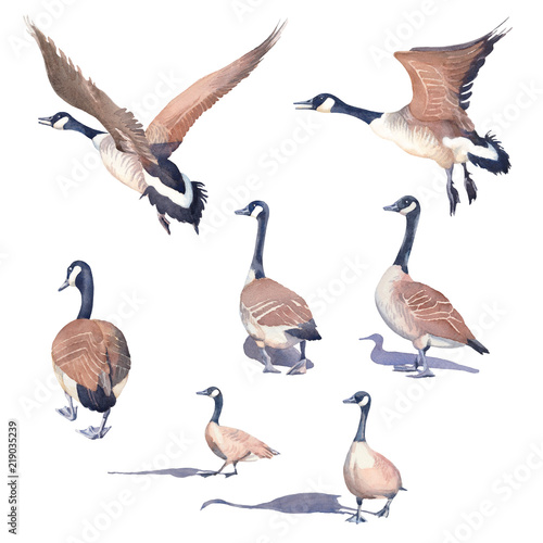 Hand drawn set of Canada geese on a white background.