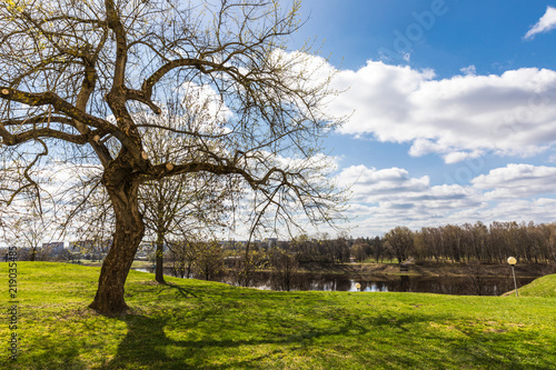 large tree on the bank of the river Zapadaya Dvina in the spring in Polotsk, Belarus