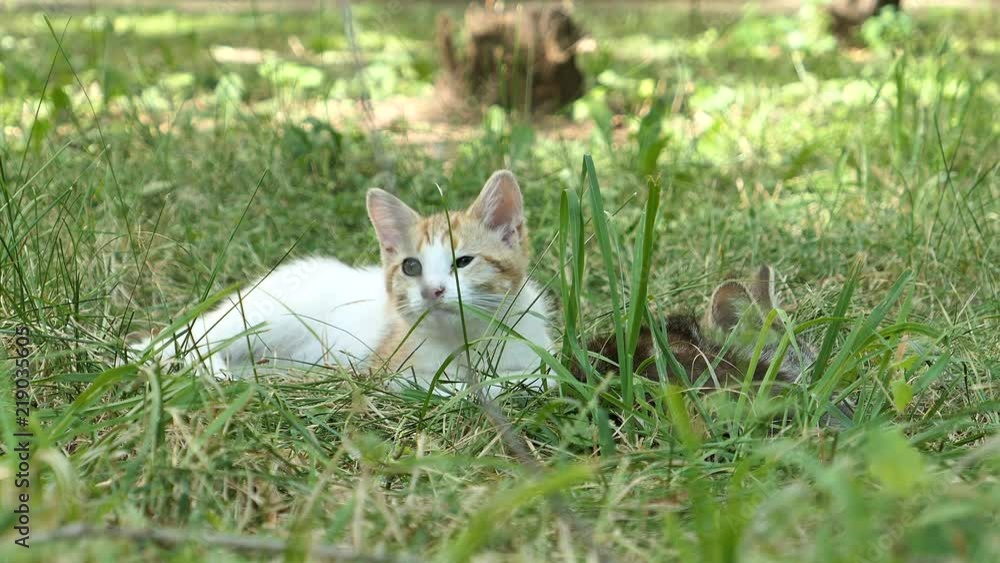 Two Kitten Lie And Sleep In The Grass Two Kitten Lie And Sleep In The Grass