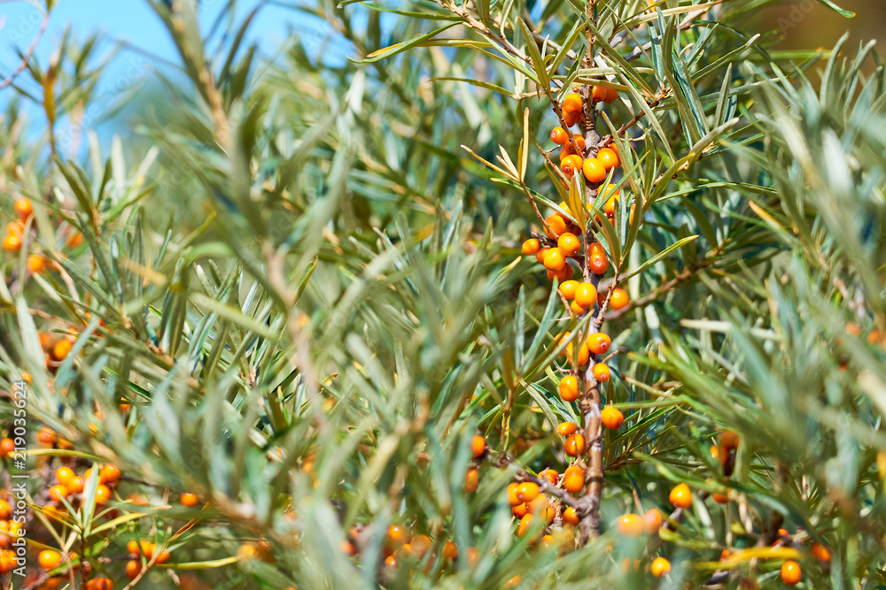 Sea buckthorn bush with Yellow berries ( Hippophae rhamnoides, Sandthorn, Sallowthorn or Seaberry ). Sea buckthorn bush with Yellow berries ( Hippophae rhamnoides, Sandthorn, Sallowthorn or Seaberry ).