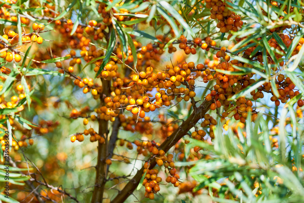 Fototapeta premium Sea buckthorn bush with Yellow berries ( Hippophae rhamnoides, Sandthorn, Sallowthorn or Seaberry ).