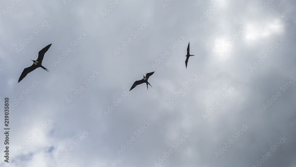 Rain clouds, illuminated, and with Fregata magnificens seagulls in elegant flight, seen from Itaipu fishermen's beach, Niteroi, Rio de Janeiro. Rain clouds, illuminated, and with Fregata magnificens seagulls in elegant flight, seen from Itaipu fishermen's beach, Niteroi, Rio de Janeiro.