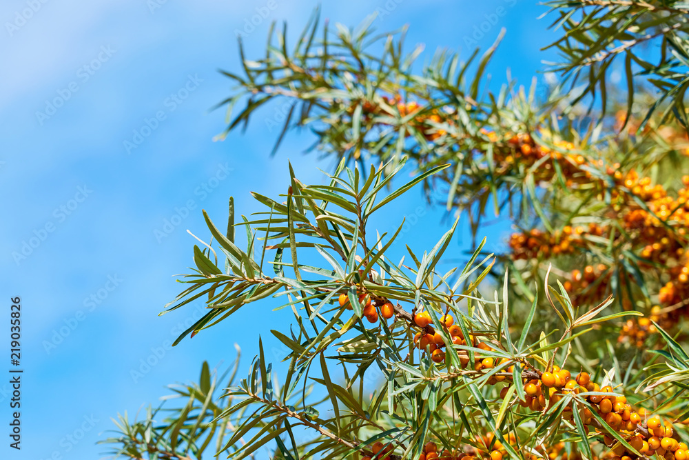Fototapeta premium Sea buckthorn bush with Yellow berries ( Hippophae rhamnoides, Sandthorn, Sallowthorn or Seaberry ) against a blue cloudy sky. Copy space for text.