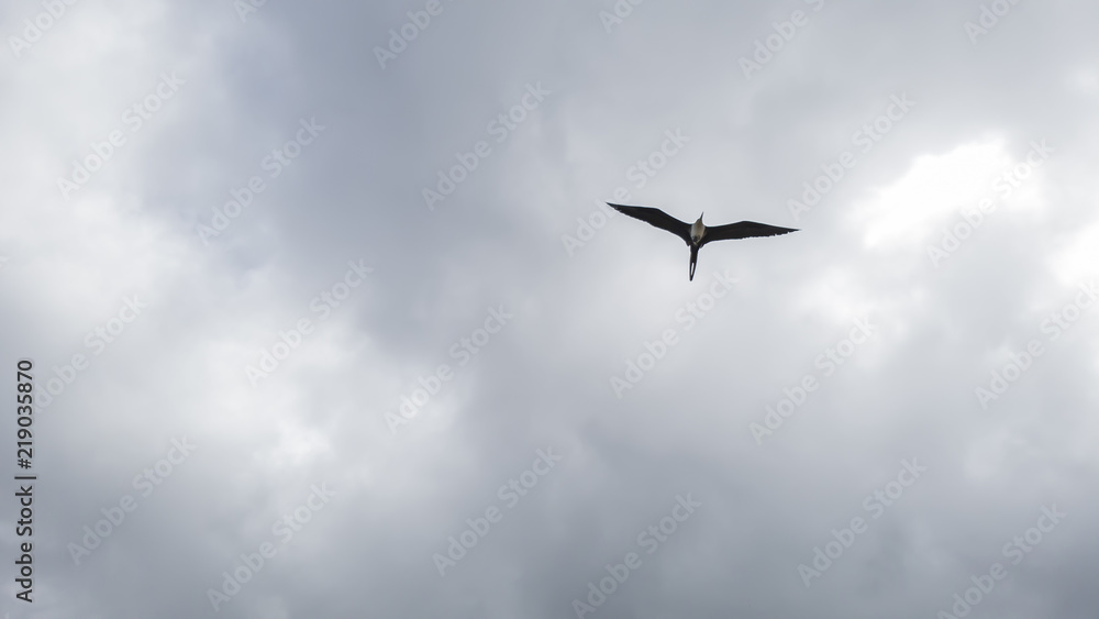 Rain clouds, illuminated, and with Fregata magnificens seagulls in elegant flight, seen from Itaipu fishermen's beach, Niteroi, Rio de Janeiro. Rain clouds, illuminated, and with Fregata magnificens seagulls in elegant flight, seen from Itaipu fishermen's beach, Niteroi, Rio de Janeiro.