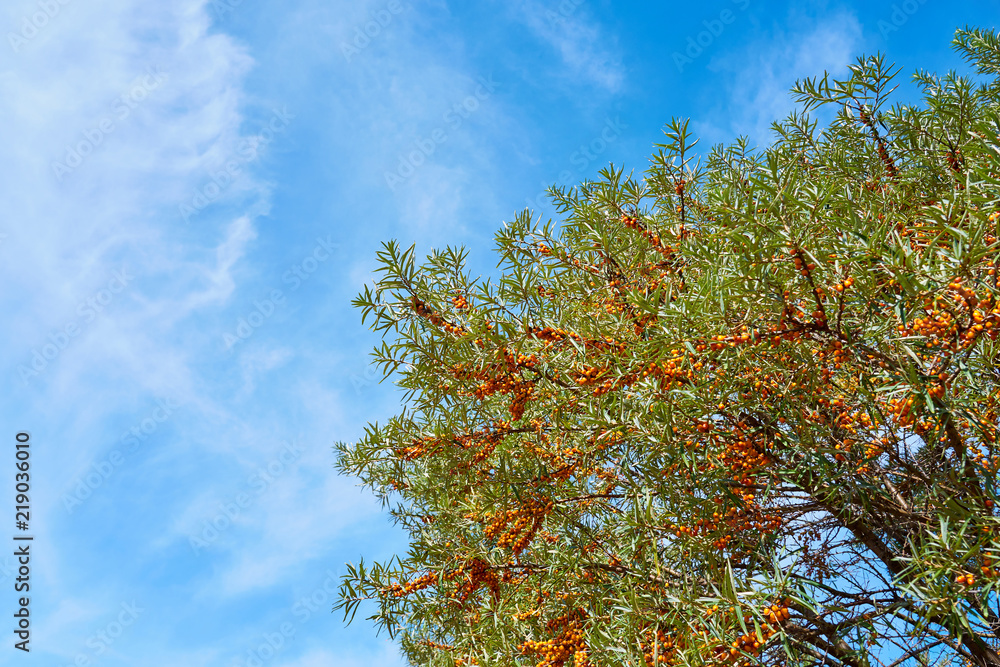 Sea buckthorn bush with Yellow berries ( Hippophae rhamnoides, Sandthorn, Sallowthorn or Seaberry ) against a blue cloudy sky. Copy space for text. Sea buckthorn bush with Yellow berries ( Hippophae rhamnoides, Sandthorn, Sallowthorn or Seaberry ) against a blue cloudy sky. Copy space for text.
