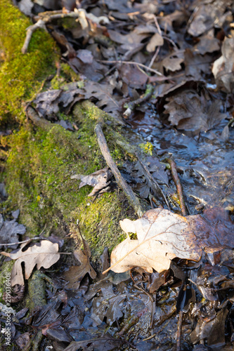Mossy