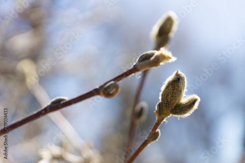 New Buds
