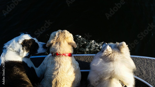 three puppies