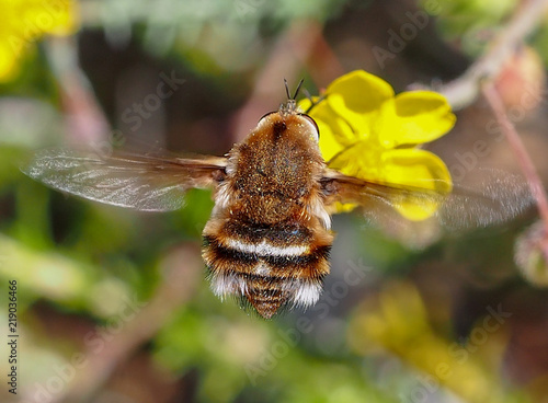 Bee Fly (Bombylius cruciatus) photo