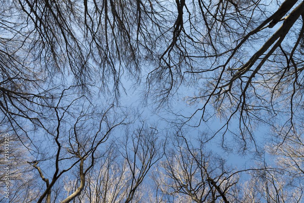 branchages branchages
