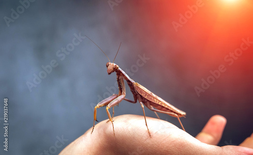 Insect hunter attacks at sunset. Mantis is a terrible monster of wildlife.