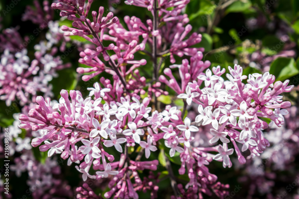 Lilac close up Lilac close up