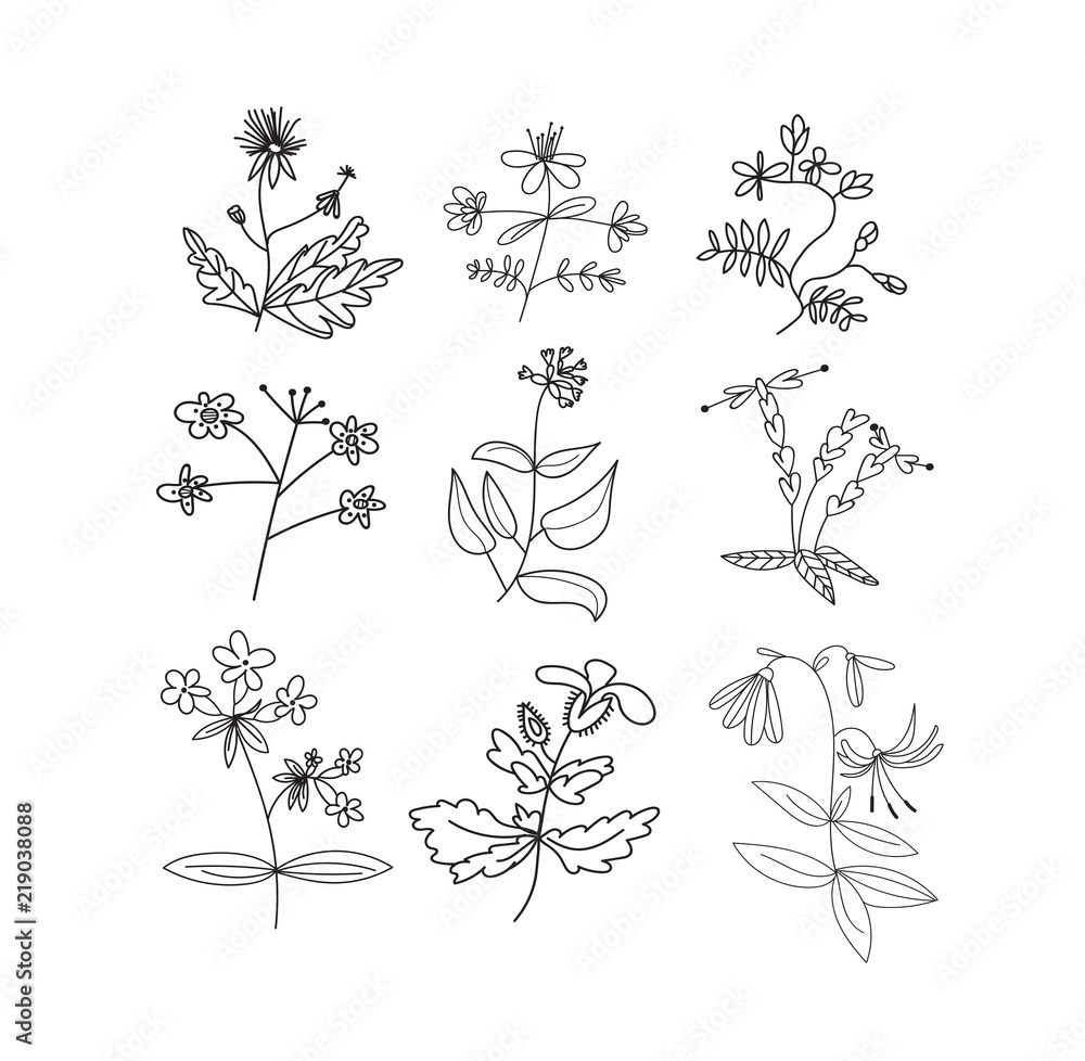 collection of botanical hand drawn doodles. meadow plants and flowers elements. pencil ink sketch of flowers and leaves. vector set of decorative elements. 