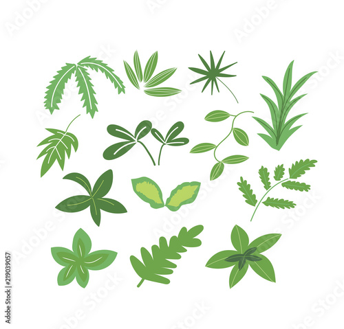 green leaves botanical illustration. vector botanical elements set. exotic and tropical leaf collection. 
