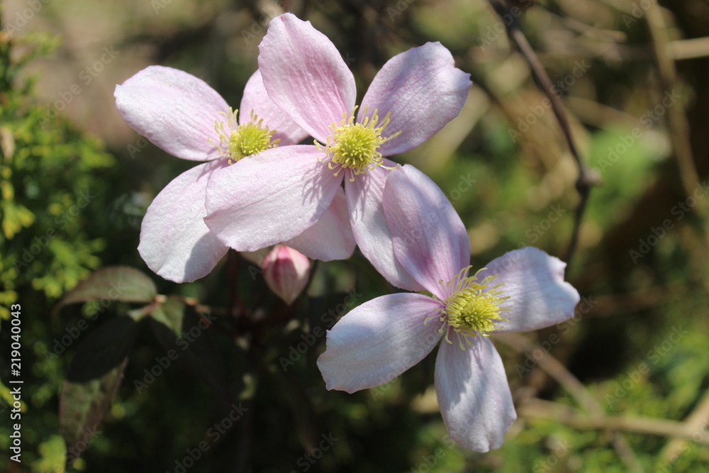 Flower Flower