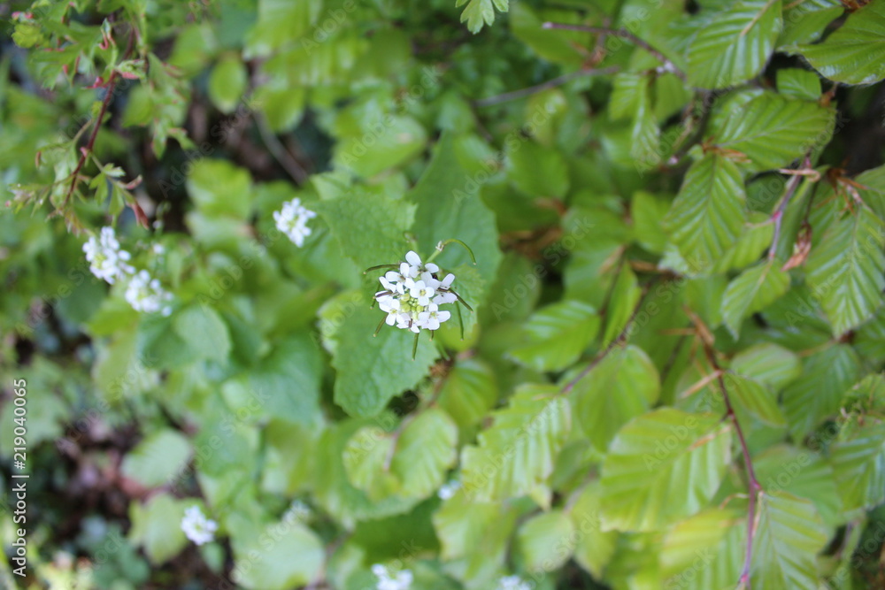 Flower Flower