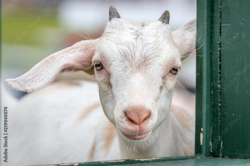 Cute and funny baby goat. Cute and funny baby goat.