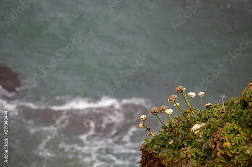 flowers clinging to the cliffside at Yaquina Head Outstanding Natural Area in Newport Central Oregon Pacific Northwest USA photo