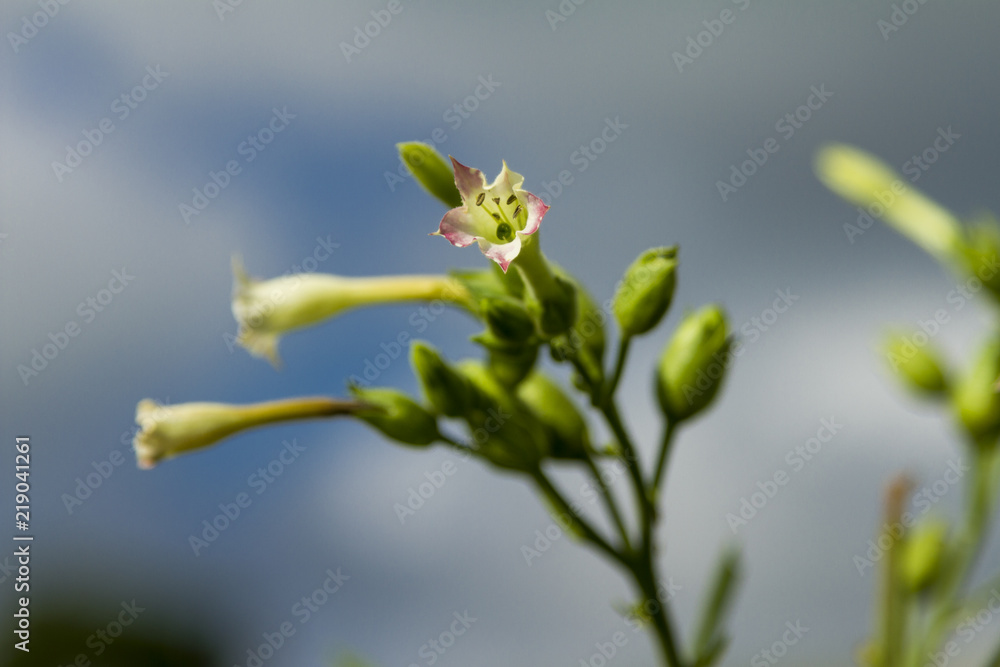 Detalhe de planta com semente de fumo em lavoura brasileira Detalhe de planta com semente de fumo em lavoura brasileira