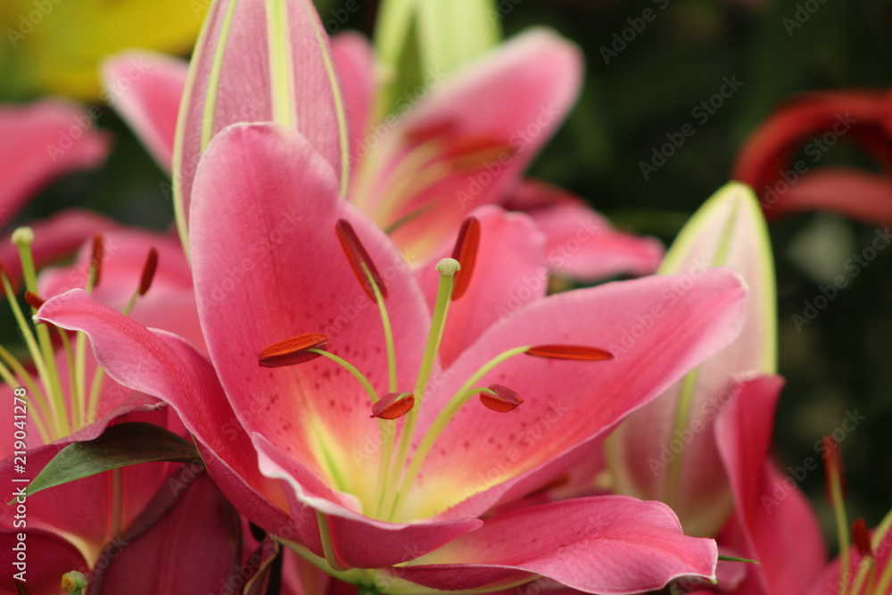 Fototapeta premium Lily