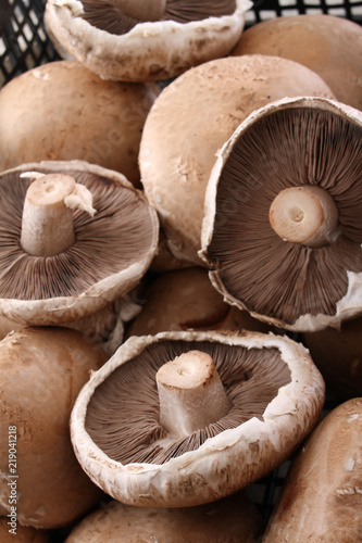 fresh uncooked mushrooms