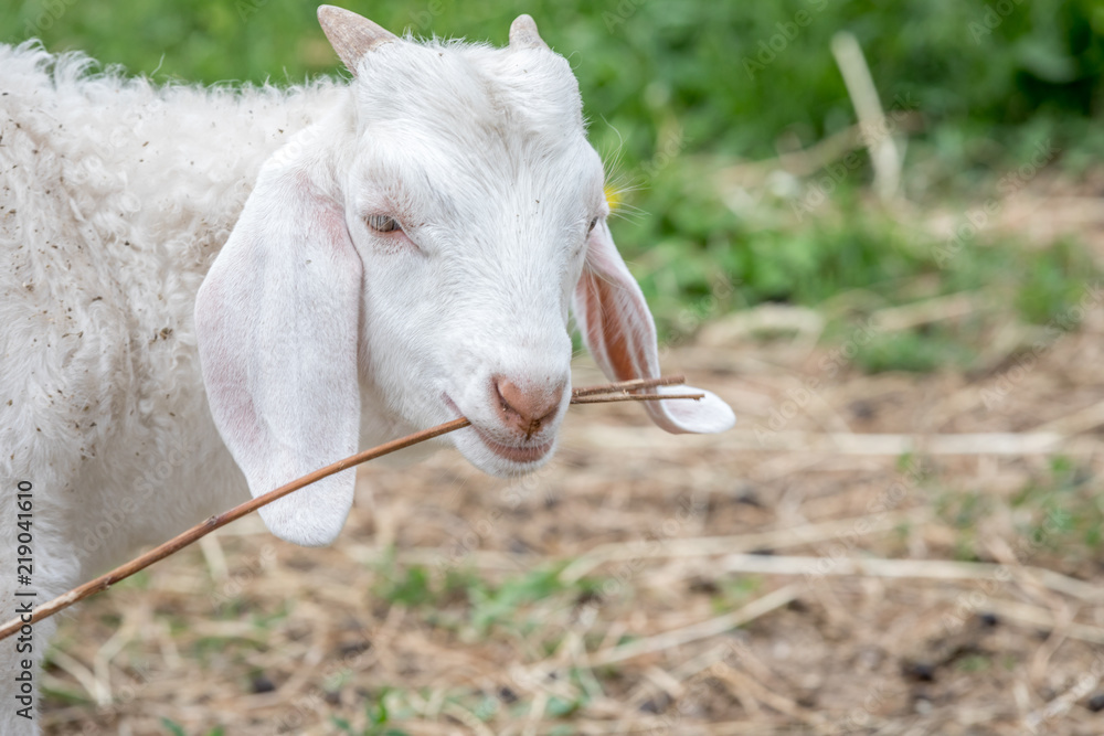 Fototapeta premium Cute and funny baby goat with stick.
