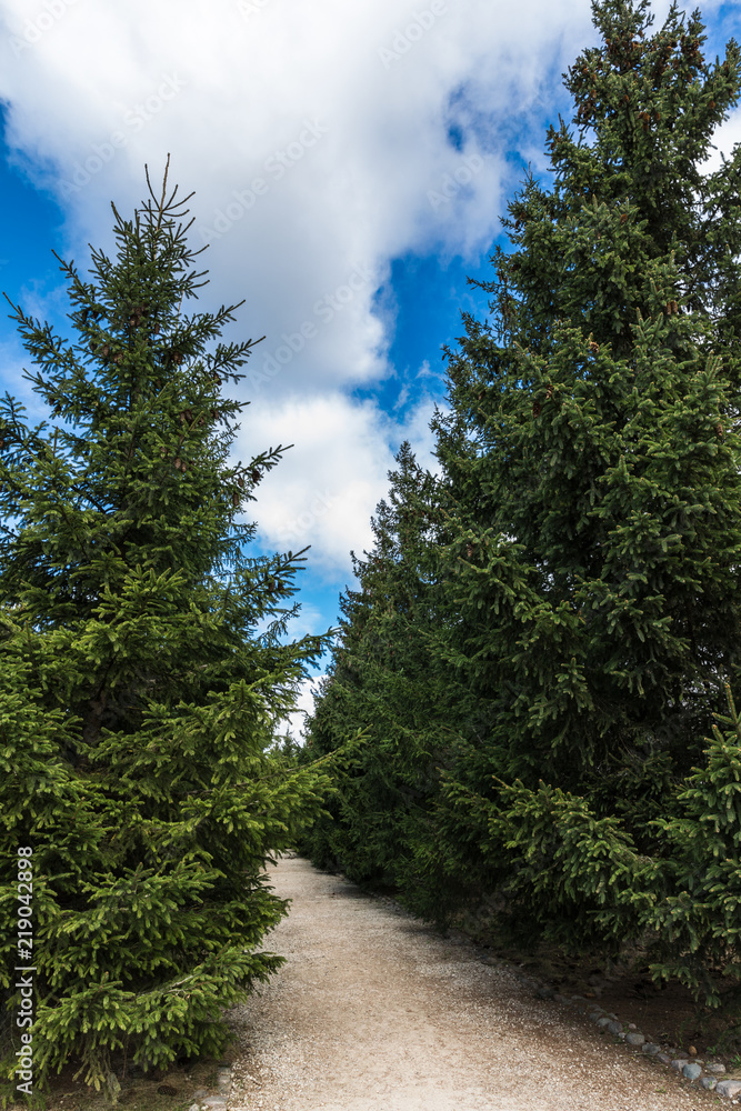 a path among the spruce a path among the spruce
