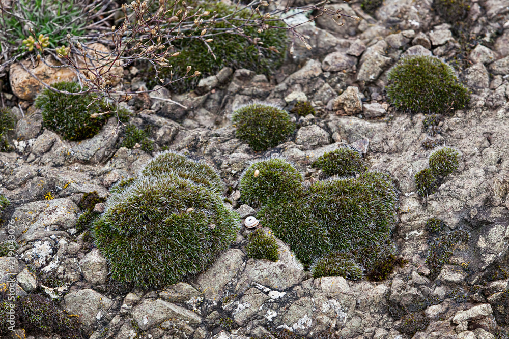 Hairy moss patches on a rocky mountain terrain Hairy moss patches on a rocky mountain terrain