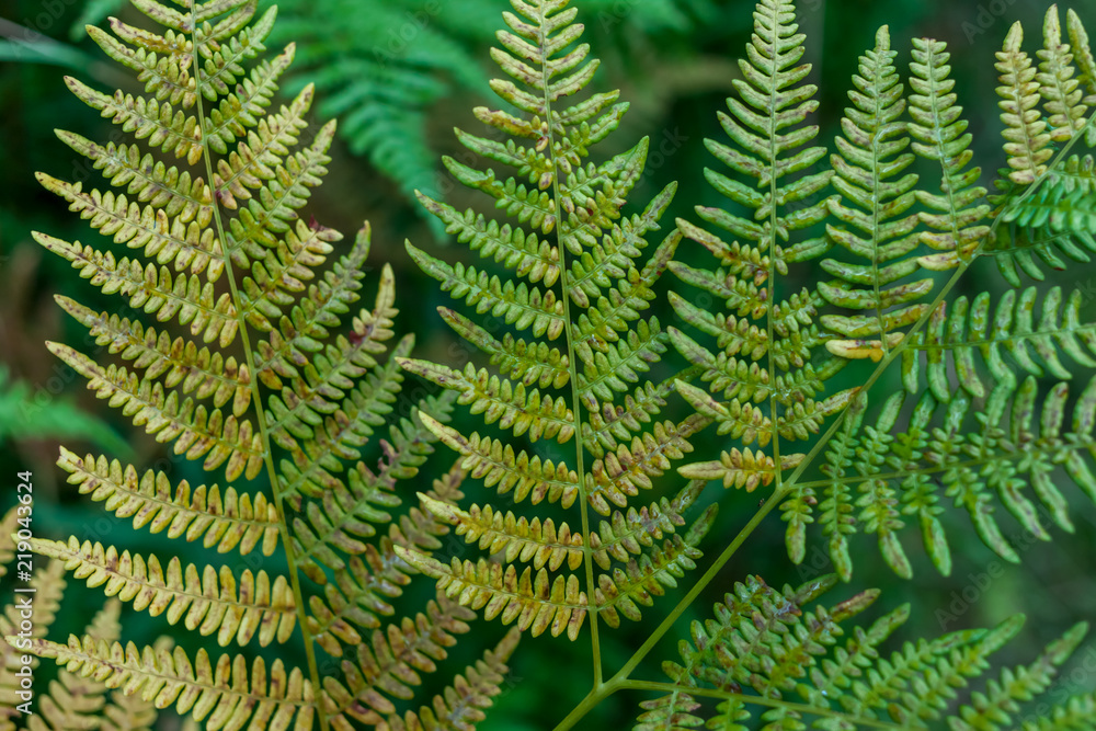 dark green beautiful fern leaves dark green beautiful fern leaves