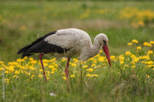 White stork (Ciconia ciconia) hunts among the grass in the meadow. Ukraine