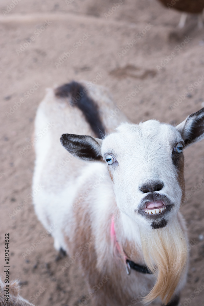 Single black, white and tan, bearded, blue eyes Nigerian dwarf pet goat looking up at camera with evil grin showing teeth, humorous, funny character, vertical format Single black, white and tan, bearded, blue eyes Nigerian dwarf pet goat looking up at camera with evil grin showing teeth, humorous, funny character, vertical format