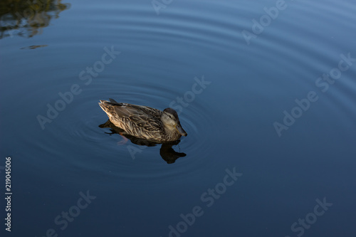 cute duck animal portrait swimming in lake smooth surface blue water natural environment with empty space for copy or text