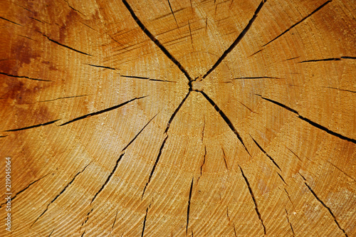 Cross section of log with growth rings