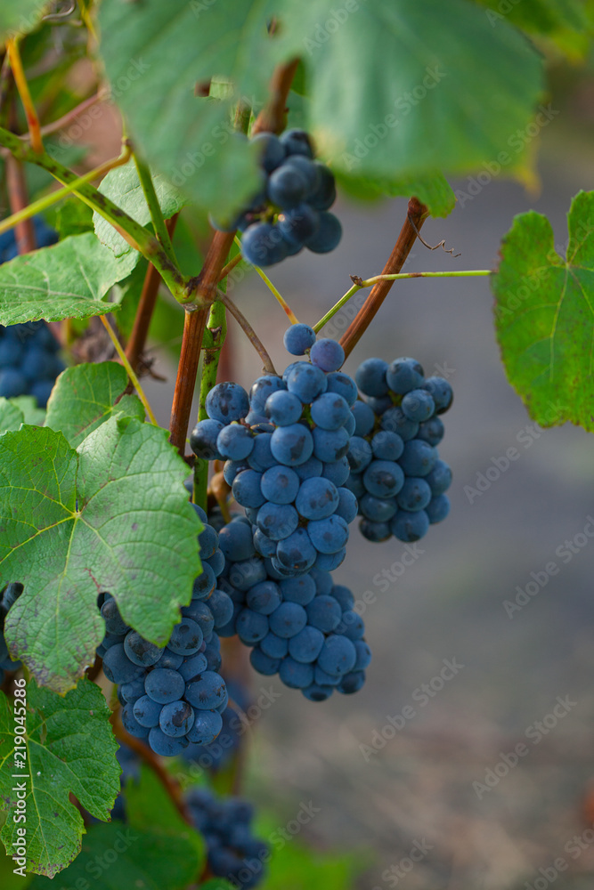 Fototapeta premium beautiful grapes growing