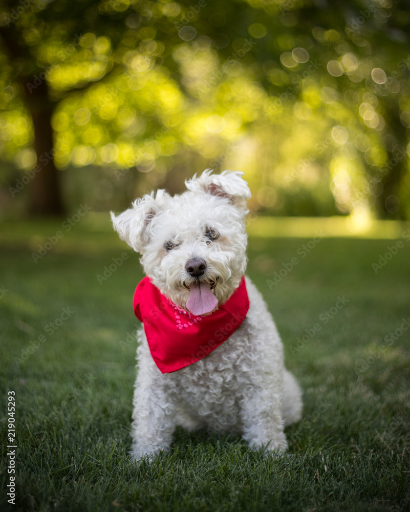 Small white dog with bandanna sitting in park
